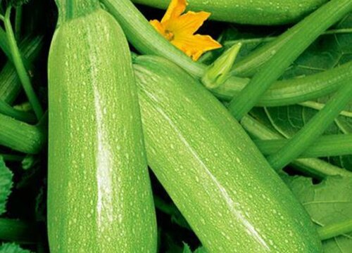 西胡芦什么时候播种合适