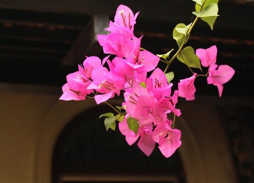 春季三角梅怎么养护长势快