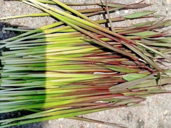 湖南特产有哪些土特产零食