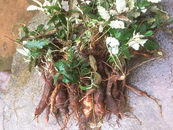 湖南特产有哪些土特产零食