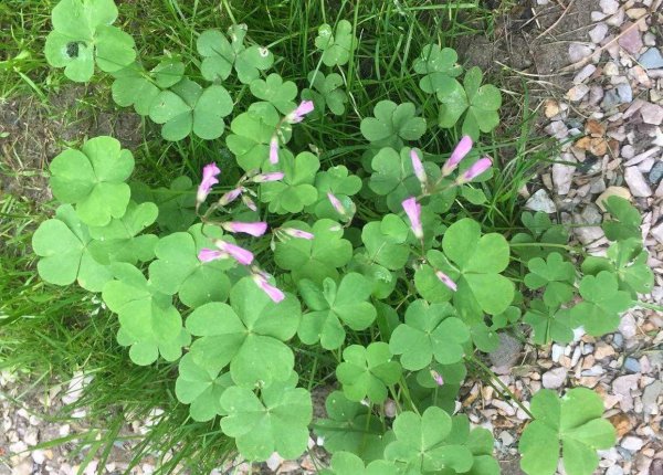 湖南特产有哪些土特产零食