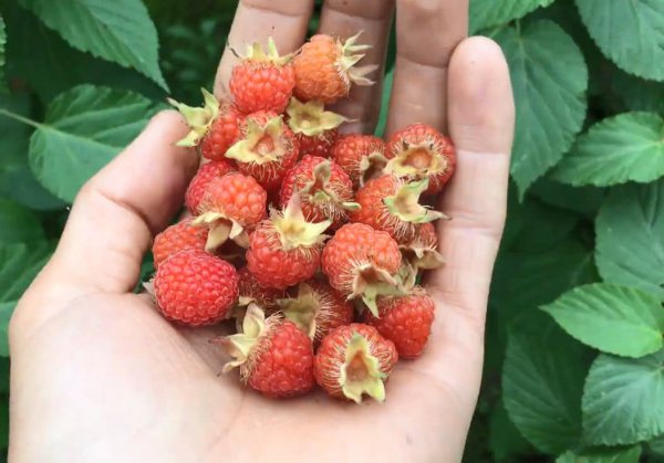 湖南特产有哪些土特产零食