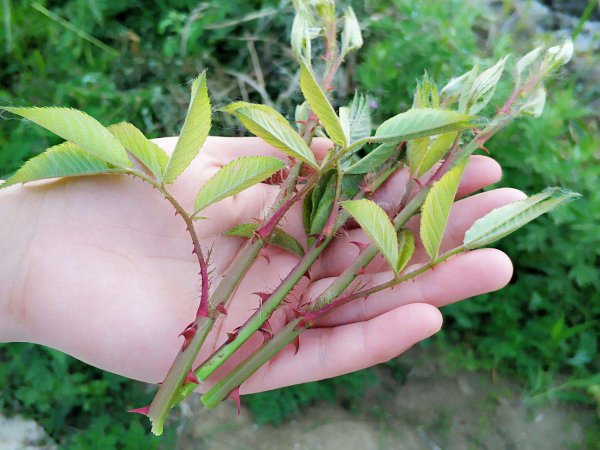 湖南特产有哪些土特产零食