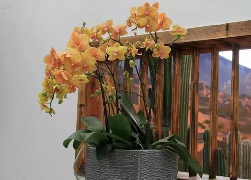 枯萎的蝴蝶兰如何养护恢复长势