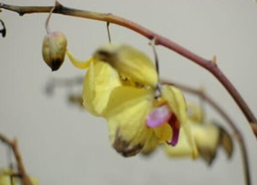 枯萎的蝴蝶兰如何养护恢复长势