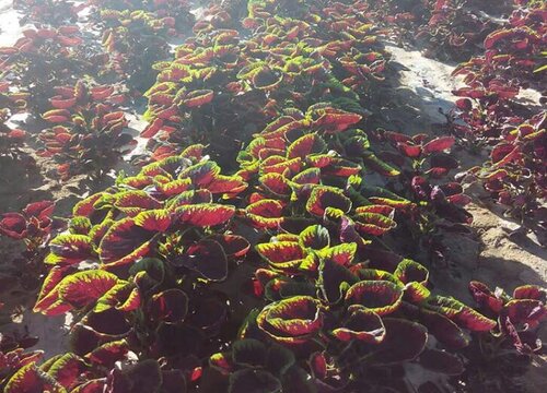 苋菜种植时间和方法