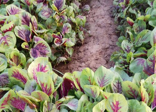 苋菜种植时间和方法