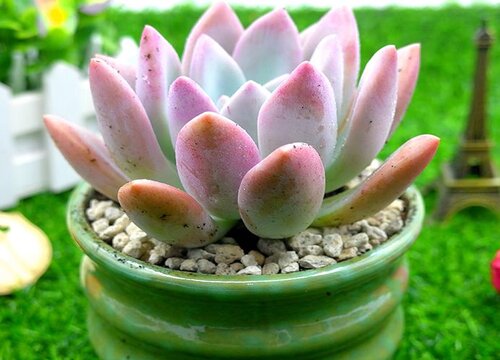 纯麦饭石种多肉好吗