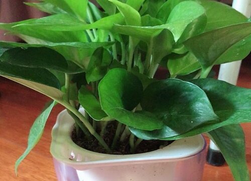 吸水绿萝怎么养才能更旺盛