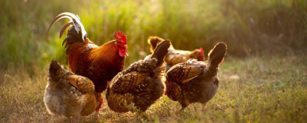 挑选健康鸡方法