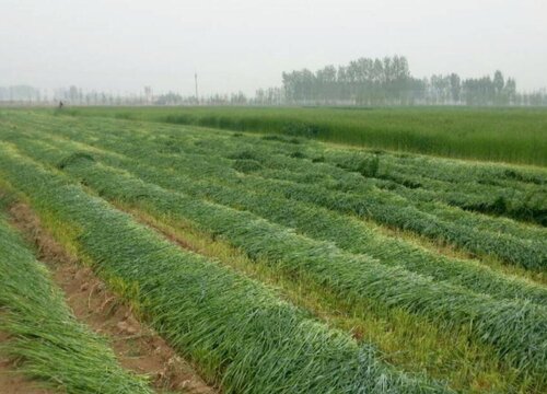 牧草种子哪种产量高耐寒