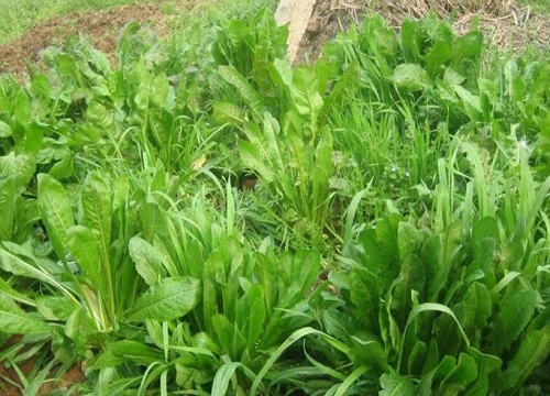 牧草种子哪种产量高耐寒