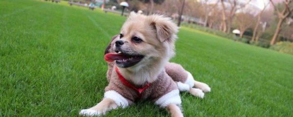 属鸡的人养狗运气如何