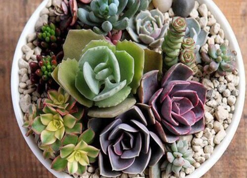 冬天多肉植物怎样过冬