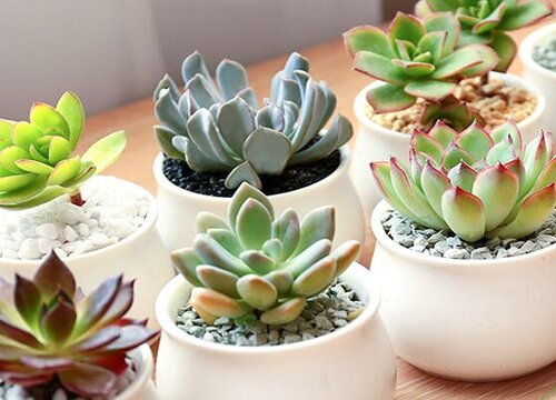 冬天多肉植物怎样过冬