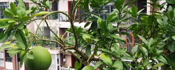 狗果树适合什么地方种植