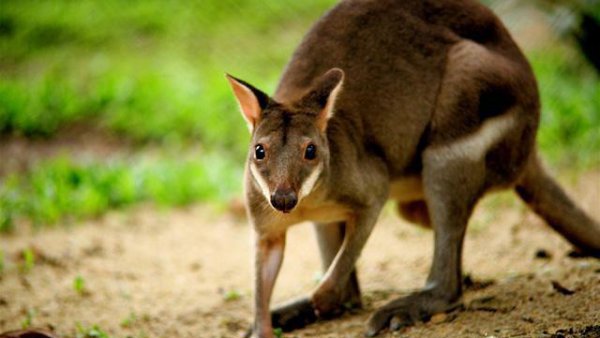 焦距是指什么到什么的距离