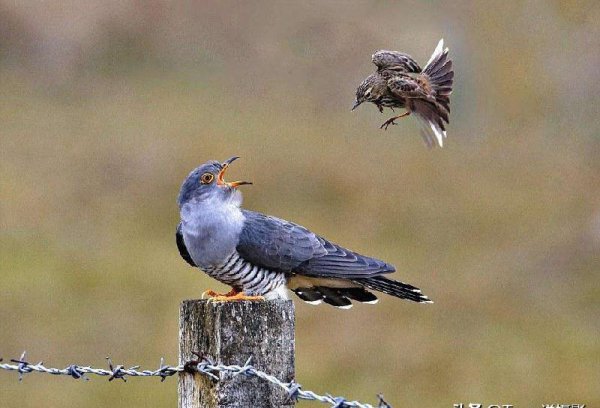 焦距是指什么到什么的距离