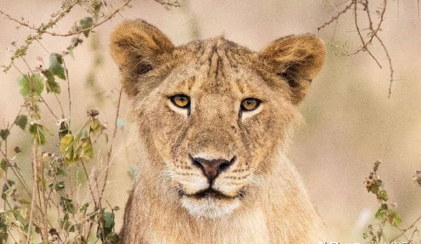 焦距是指什么到什么的距离