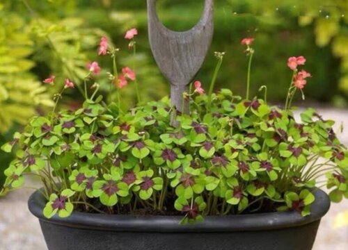 四叶草会开花吗