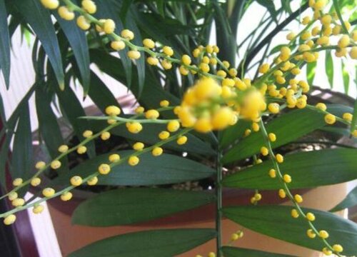 袖珍椰子开花吗