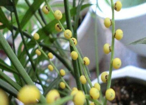 袖珍椰子开花吗