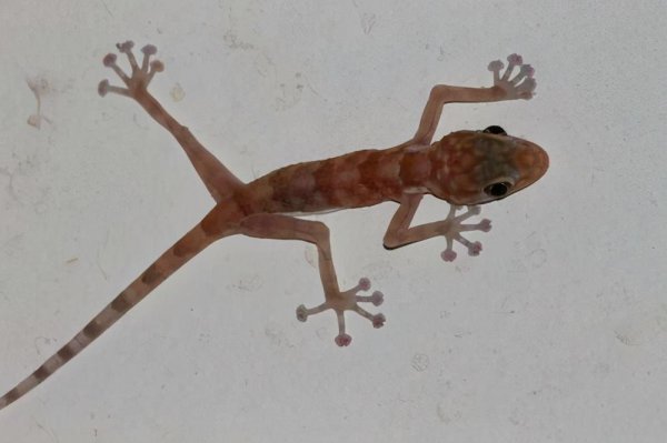 五毒为什么没有蜘蛛