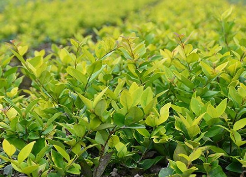 胡杨树生长在哪里