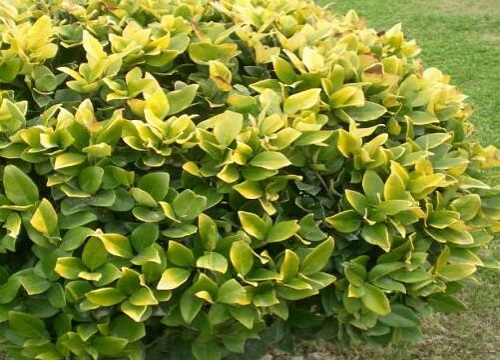 胡杨树生长在哪里