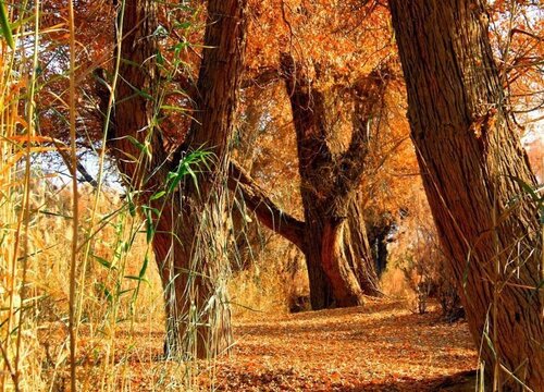 胡杨树生长在哪里