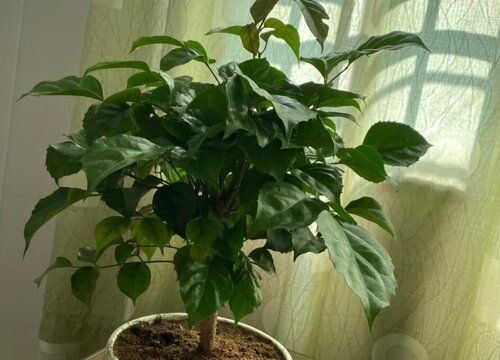 卧室养什么花最好旺财风水