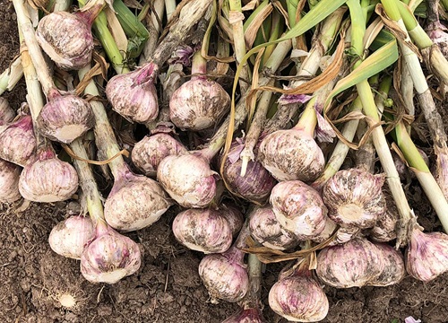 新蒜什么时候上市