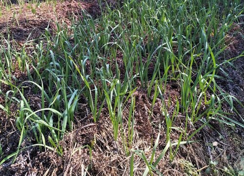 新蒜什么时候上市