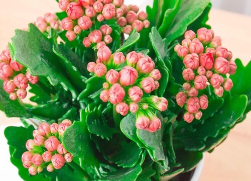 长寿花喜阳还是喜阴植物