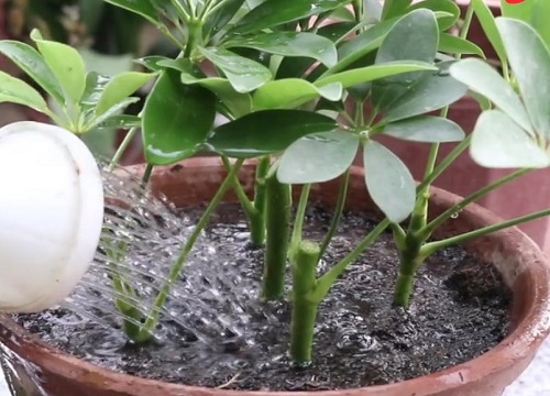 教你如何把鸭掌木进行修剪扦插