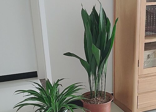 一叶兰好怎么分盆