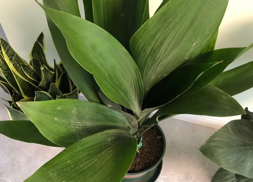 一叶兰好怎么分盆