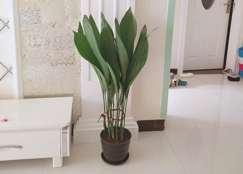 一叶兰好怎么分盆