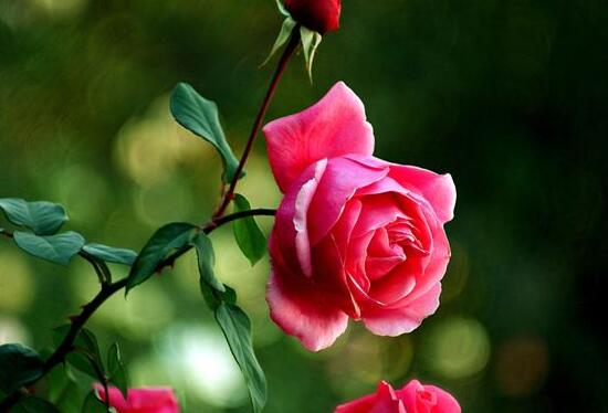 月季花能泡茶喝吗