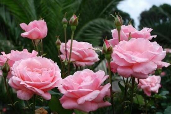 月季花能泡茶喝吗