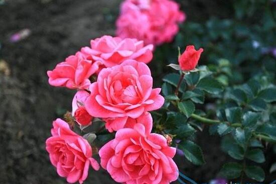 月季花能泡茶喝吗