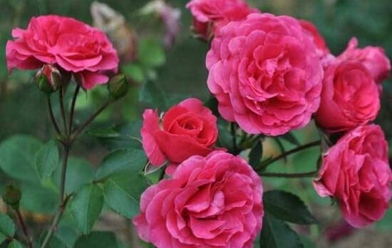 月季花能泡茶喝吗