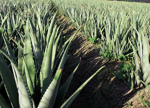 把芦荟养成老桩的具体步骤