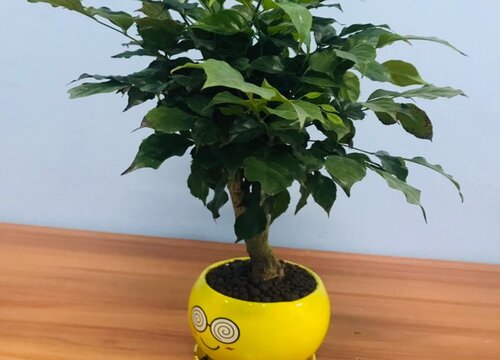 幸福树浇水有哪些讲究