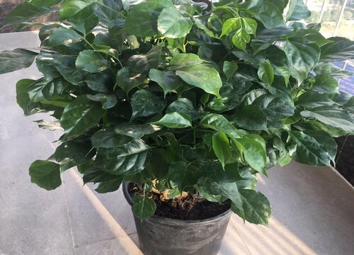 幸福树浇水有哪些讲究