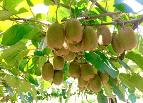 野生猕猴桃什么时候采摘好