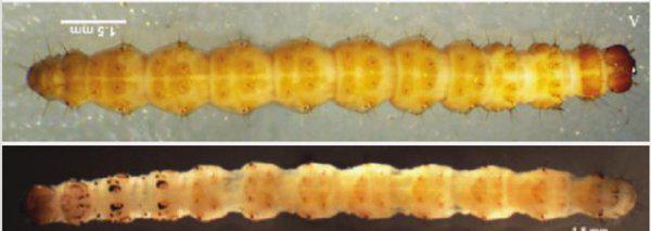 水稻黄金卷叶螟用什么药效果最好