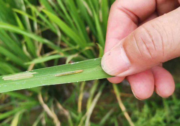 水稻黄金卷叶螟用什么药效果最好