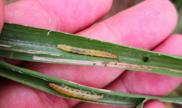 水稻黄金卷叶螟用什么药效果最好