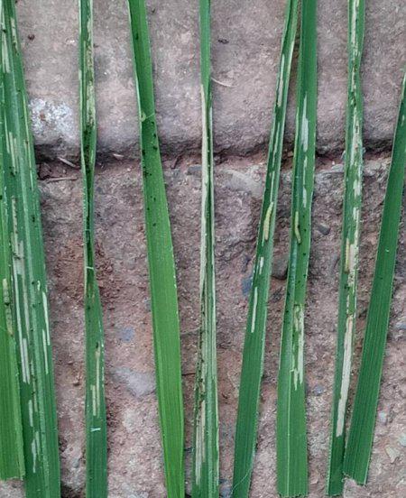 水稻黄金卷叶螟用什么药效果最好